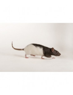 RATAZANA 1º PÊLO (25 G A 45 G)