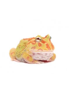 SAPO PACMAN 'Albino'