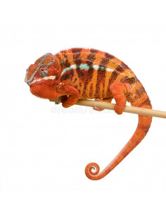 CAMALEÃO PANTERA - AMBILOBE