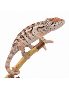 CAMALEÃO PANTERA - AMBILOBE