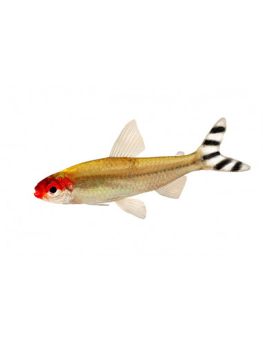 TETRA BÊBADO, 2 - 2.5 CM