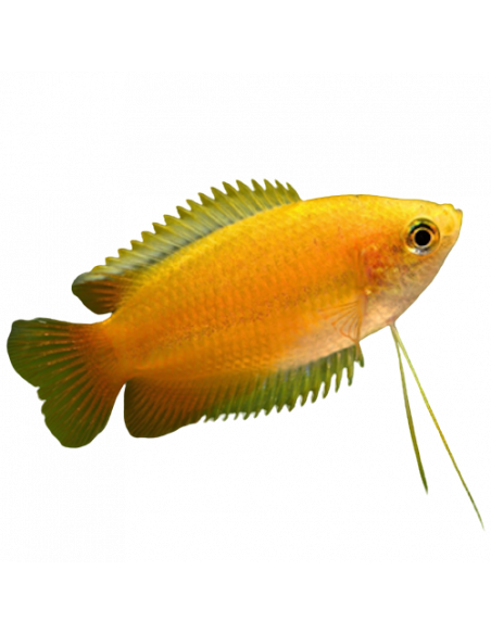 COLISA CHUNA AMARELA, 2.5 - 3 CM