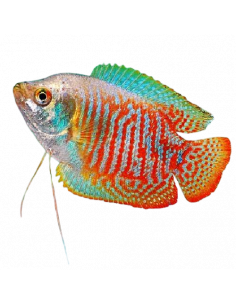 COLISA MACHO LALIA, 4 - 5 CM