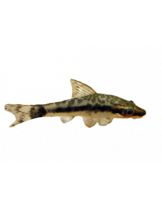 OTO