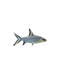 TUBARÃO BALA, 5 - 6 CM