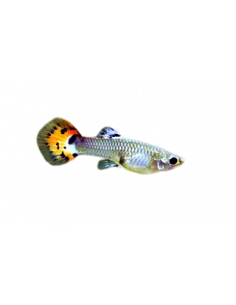 GUPPY FÊMEA SORTIDA, 4 - 4,5 CM