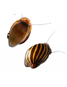 CARACOL ZEBRA, 2 CM