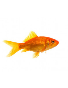 COMETA VERMELHO, 4 - 7 CM
