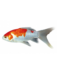 SARASA, 3 - 4 CM