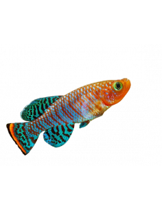 KILLI RACHOW, 2.5 - 3.5 CM