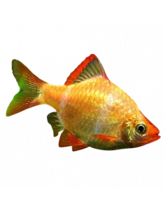 BARBO TIGRE 'ALBINO', 2.5 - 3 CM