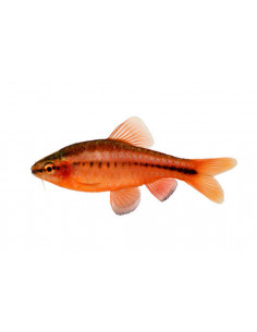 BARBO CEREJA, 2 CM