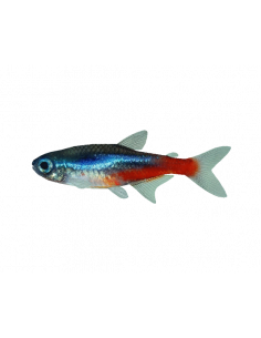 NÉON, 2 CM