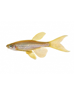 DANIO LEOPARDO, 3 - 3.5 CM