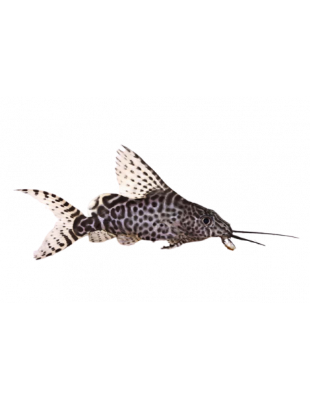 PEIXE GATO INVERTIDO, 5-6 CM