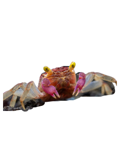 CARANGUEJO VAMPIRE WHITE