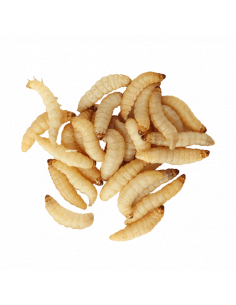 LARVA DO MEL 'CULTIVO'