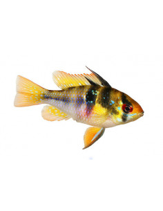RAMIREZI AZUL, 3 - 4 CM