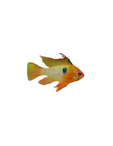 RAMIREZI GOLD, 3 - 3.5 CM