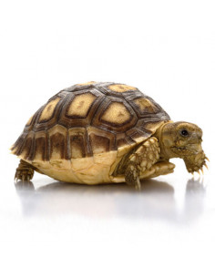 TARTARUGA SULCATA AFRICANA 'BEBÉ'