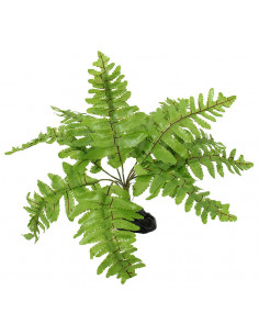 PLANTA TERRÁRIO 'NEPHROLEPIS' - 20 CM