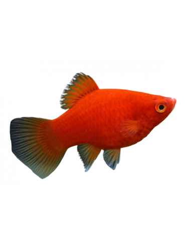 PLATY CORAL VERMELHO, 1.5 CM