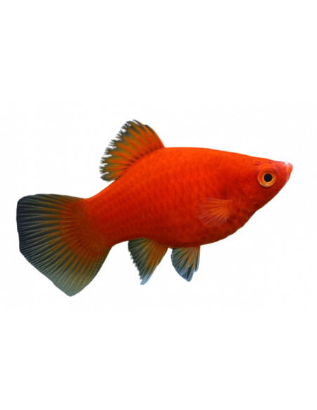 PLATY CORAL VERMELHO, 1.5 CM