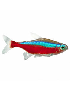 TETRA CARDINAL, 2 - 2.5 CM