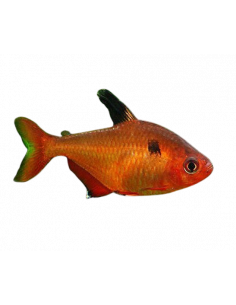 TETRA SERPAE, 2.5 - 3 CM