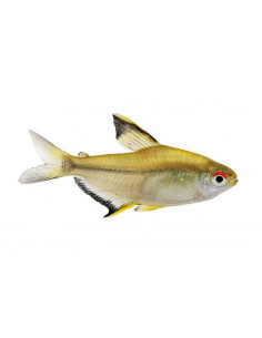 TETRA LIMÃO, 2 - 2.5 CM