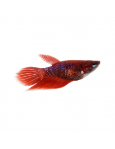 BETTA FÊMEA, 3 - 3.5 CM