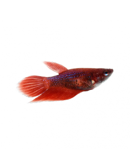 BETTA FÊMEA, 3 CM