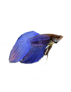 BETTA MACHO DE VÉU, XL