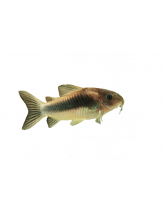 CORYDORA BRONZE, 2 CM