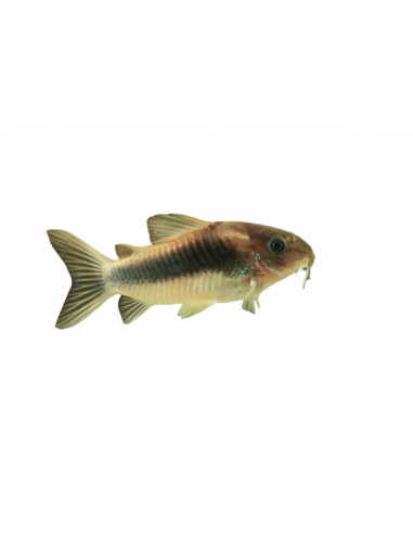 CORYDORA BRONZE, 3 - 3.5 CM