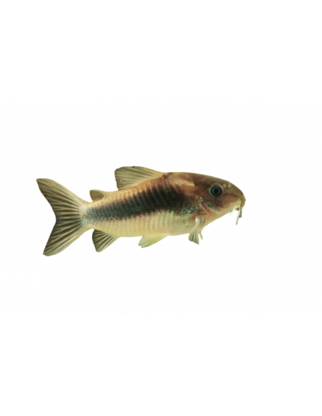 CORYDORA BRONZE, 3 - 3.5 CM