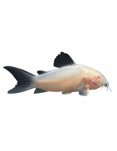 CORYDORA ALBINA, 2.5 - 3 CM