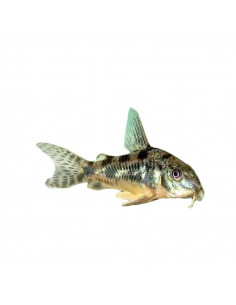 CORYDORA PIMENTA, 2 - 2.5  CM