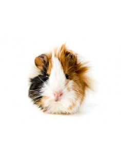 PORQUINHO DA ÍNDIA 'PÊLO FRISADO'