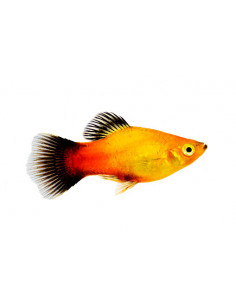 PLATY SORTIDO, 5 - 6 CM