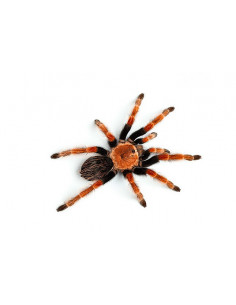 TARÂNTULA MEXICANA 'FIRELEG', 1 CM