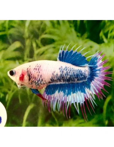 BETTA FÊMEA 'CROWNTAIL, 3 - 4 cm