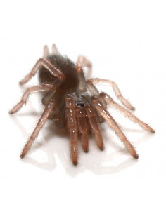 TARÂNTULA ANÃ DE PATAS ROSAS, 3 CM - FEMEA