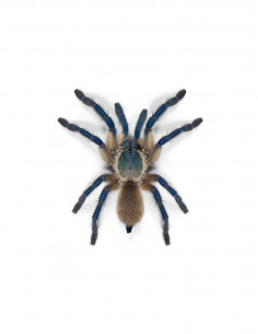 TARÂNTULA BABUÍNO AZUL DA ILHA SOCOTRA, 1.5 CM