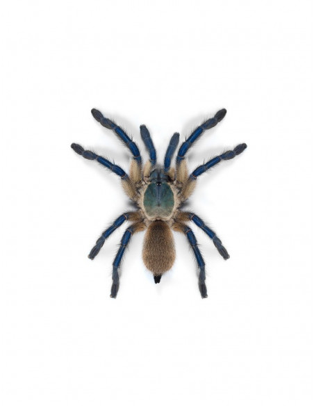 TARÂNTULA BABUÍNO AZUL DA ILHA SOCOTRA, 1.5 CM