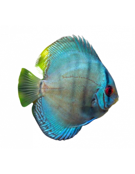 DISCO 'COBALTO', 4-5 CM