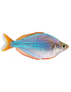 PEIXE ARCO-ÍRIS ANÃO, 3 cm