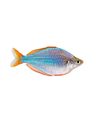 PEIXE ARCO-ÍRIS ANÃO, 3 cm