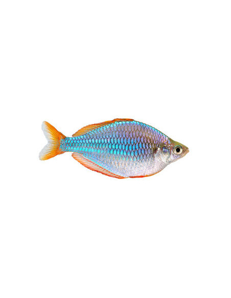 PEIXE ARCO-ÍRIS ANÃO, 3 cm