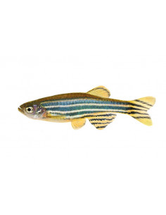 DANIO ZEBRA, 2 - 3 CM